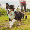 Beidou GPS pet positioning collar CJ Dropshipping  Has Our Seal of Approval
