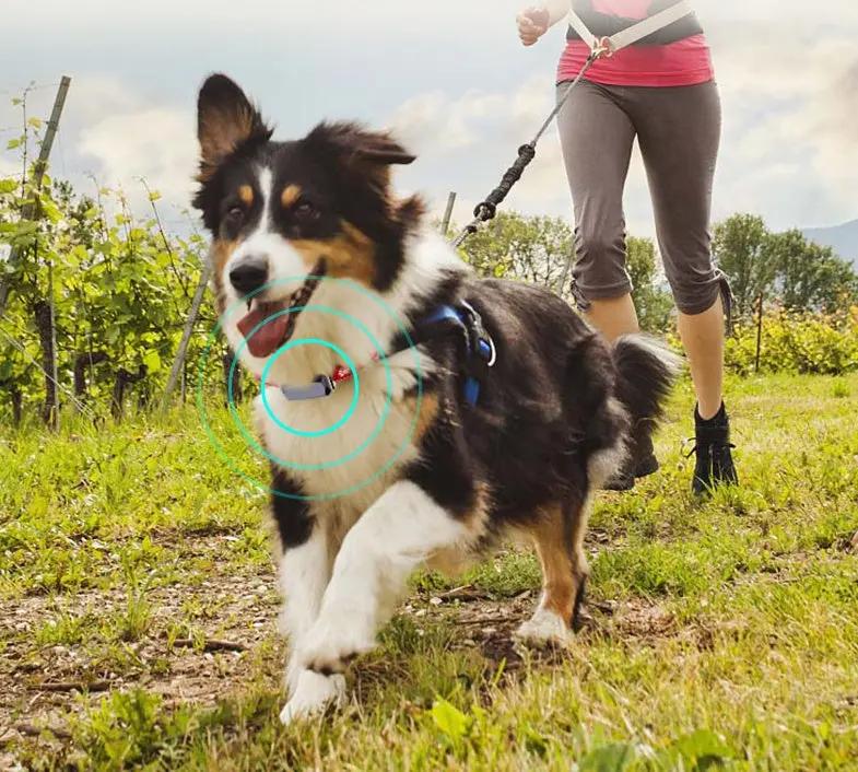 Beidou GPS pet positioning collar CJ Dropshipping 